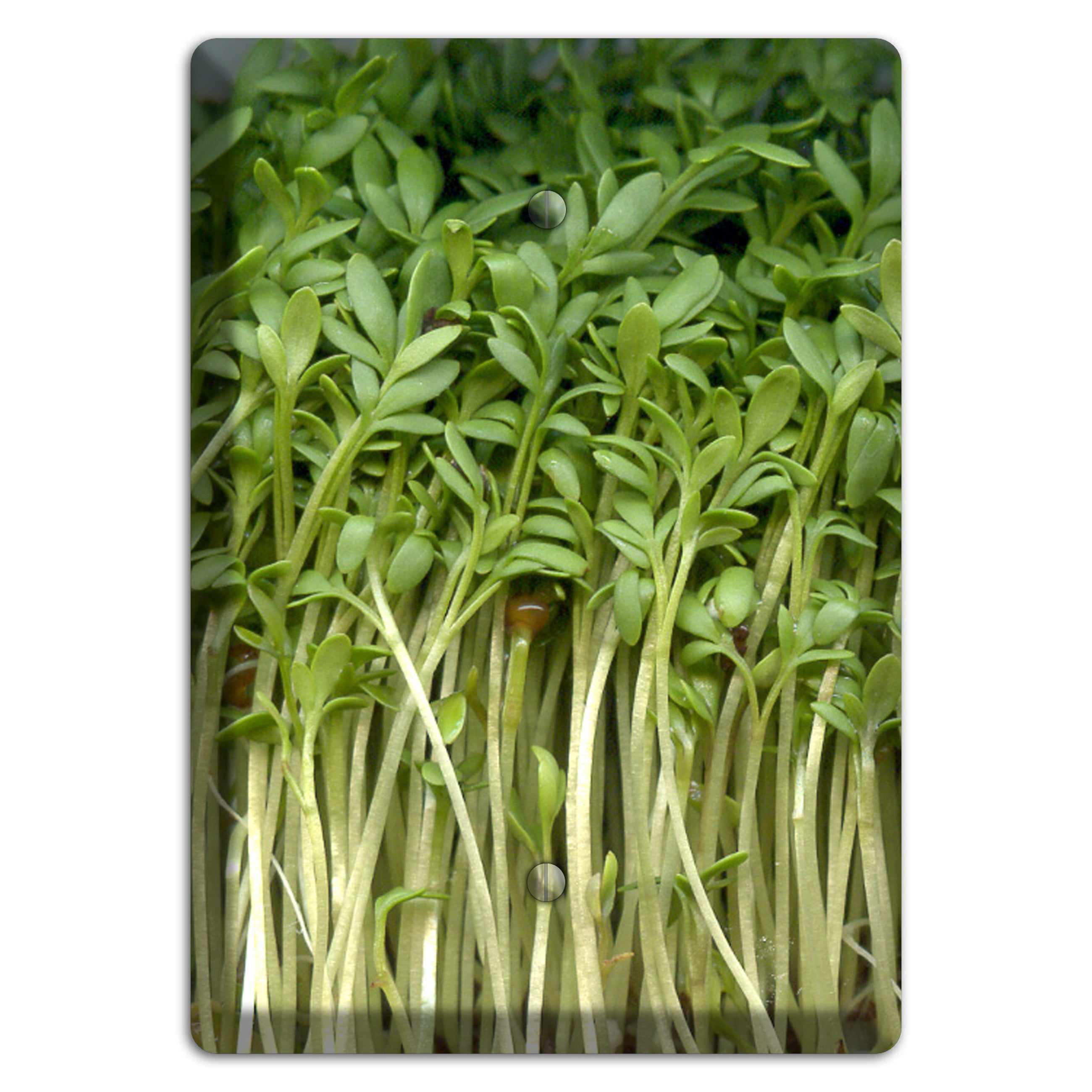 Sprouts Blank Wallplate