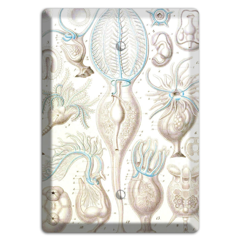 Haeckel - Microscopic Fossil 2 Blank Wallplate