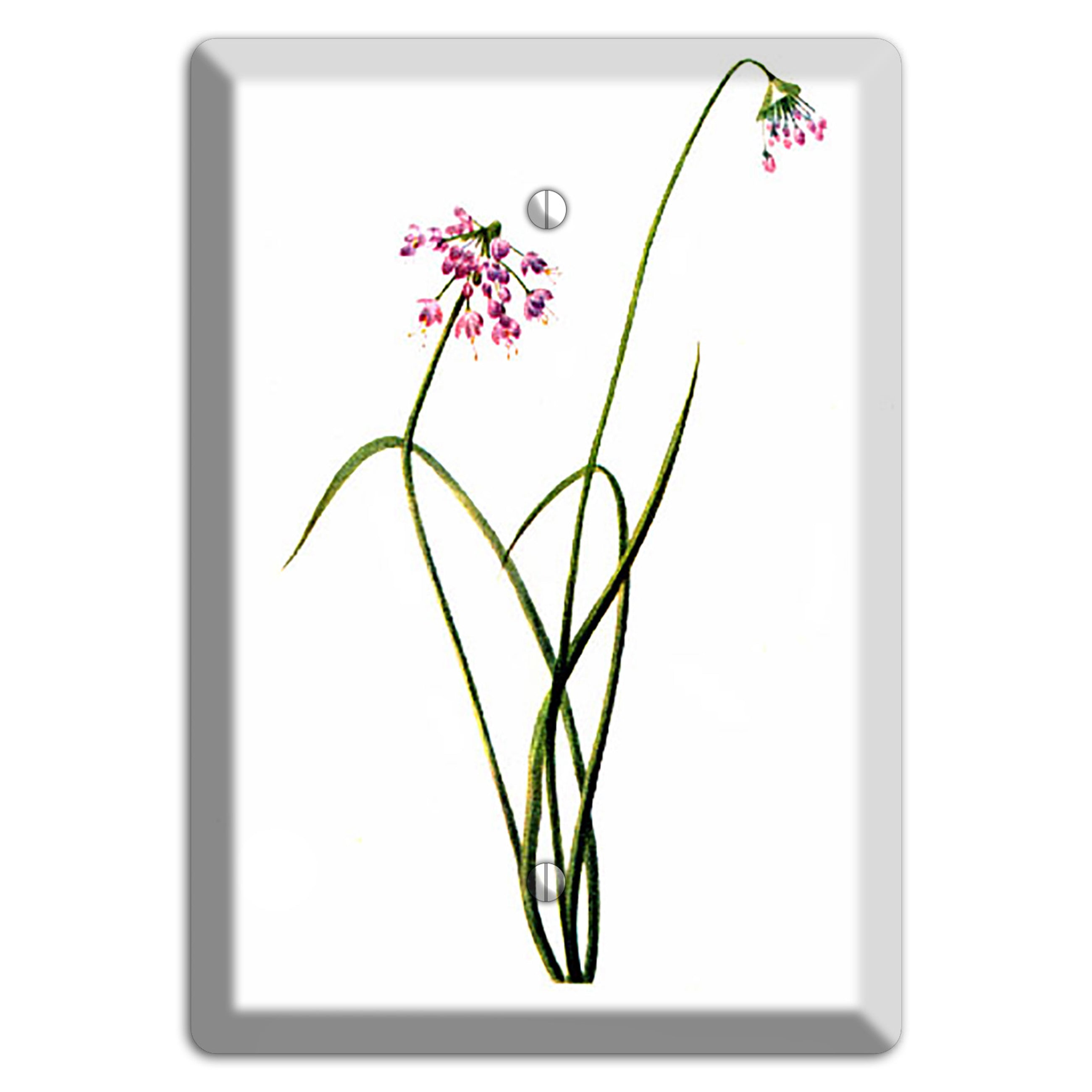 Allium Cernum Blank Wallplate