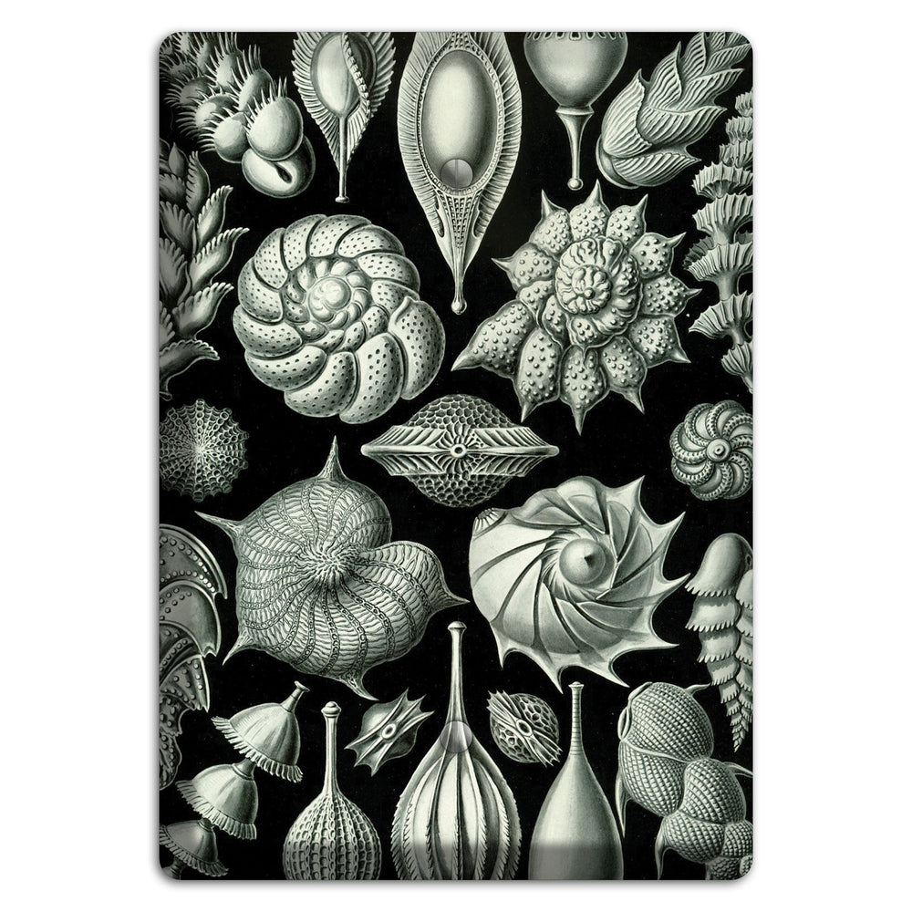 Haeckel - Thalamophora Blank Wallplate