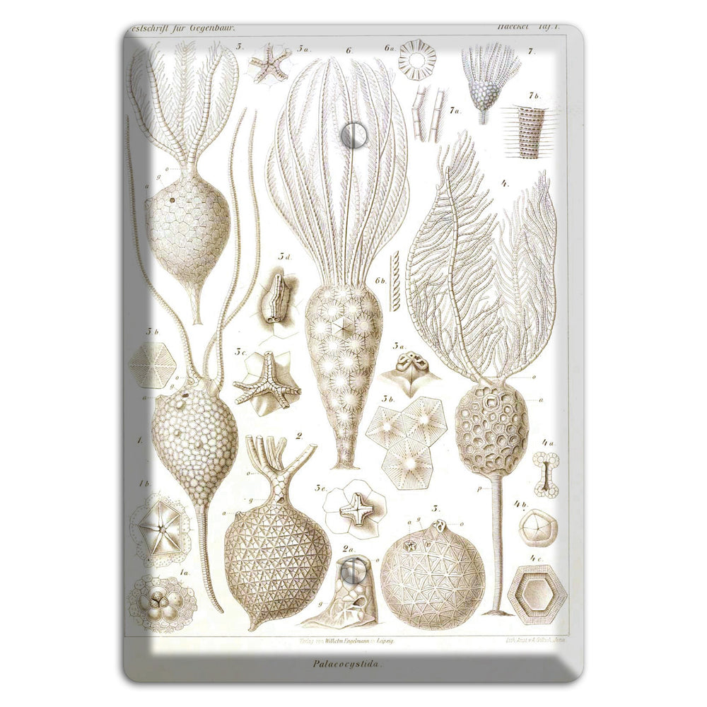 Haeckel - Microscopic Fossil Blank Wallplate