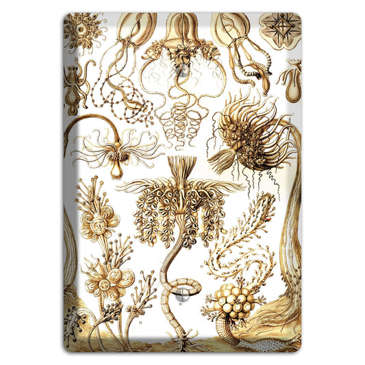 Haeckel - Tubulariae Blank Wallplate