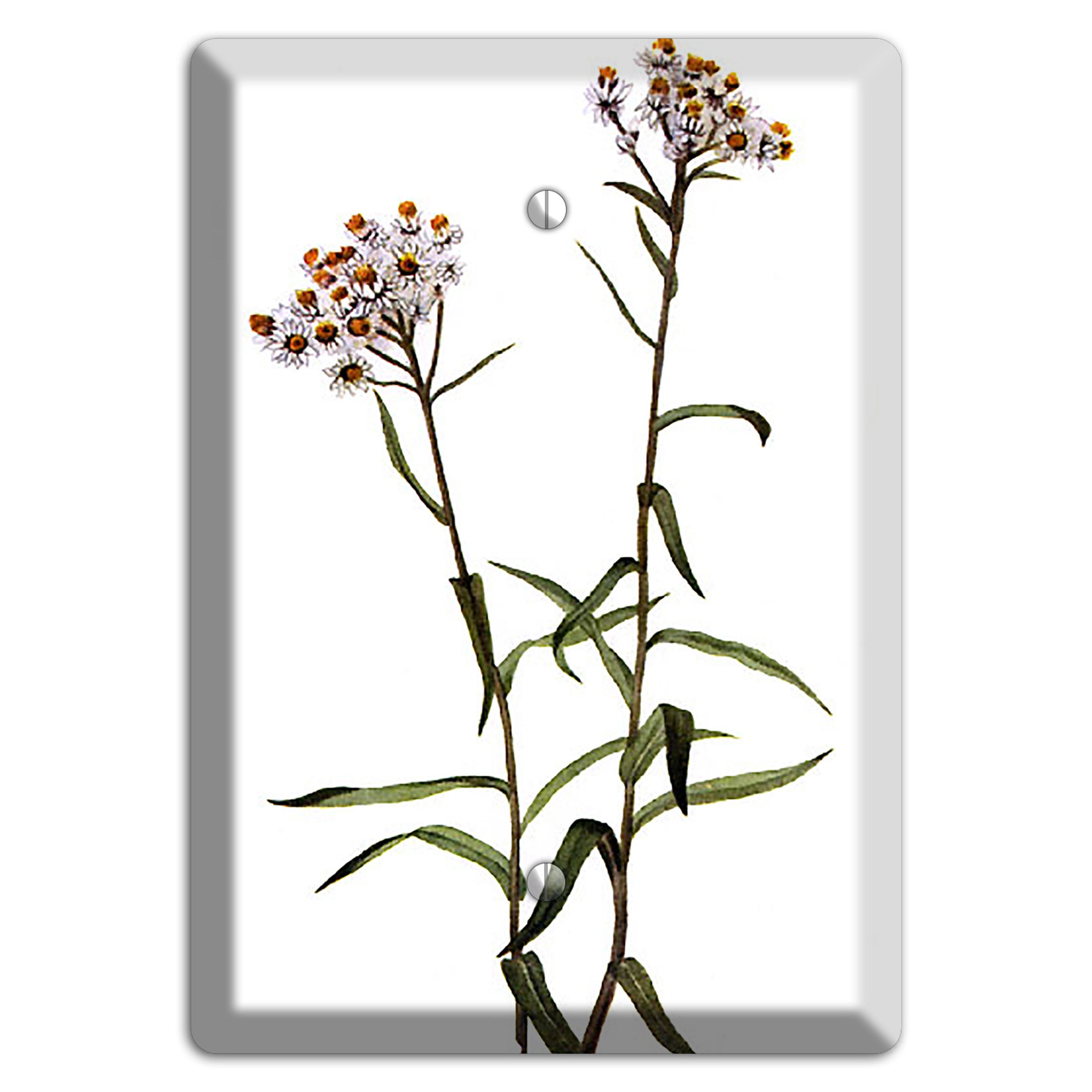 Anaphalis Margoritacea Blank Wallplate