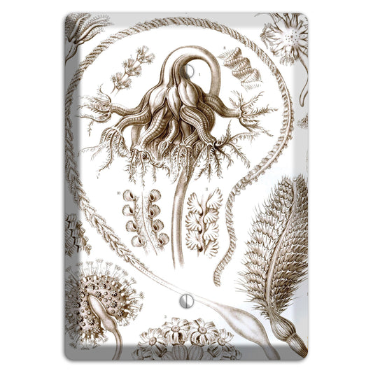 Haeckel - Pennatulida Blank Wallplate