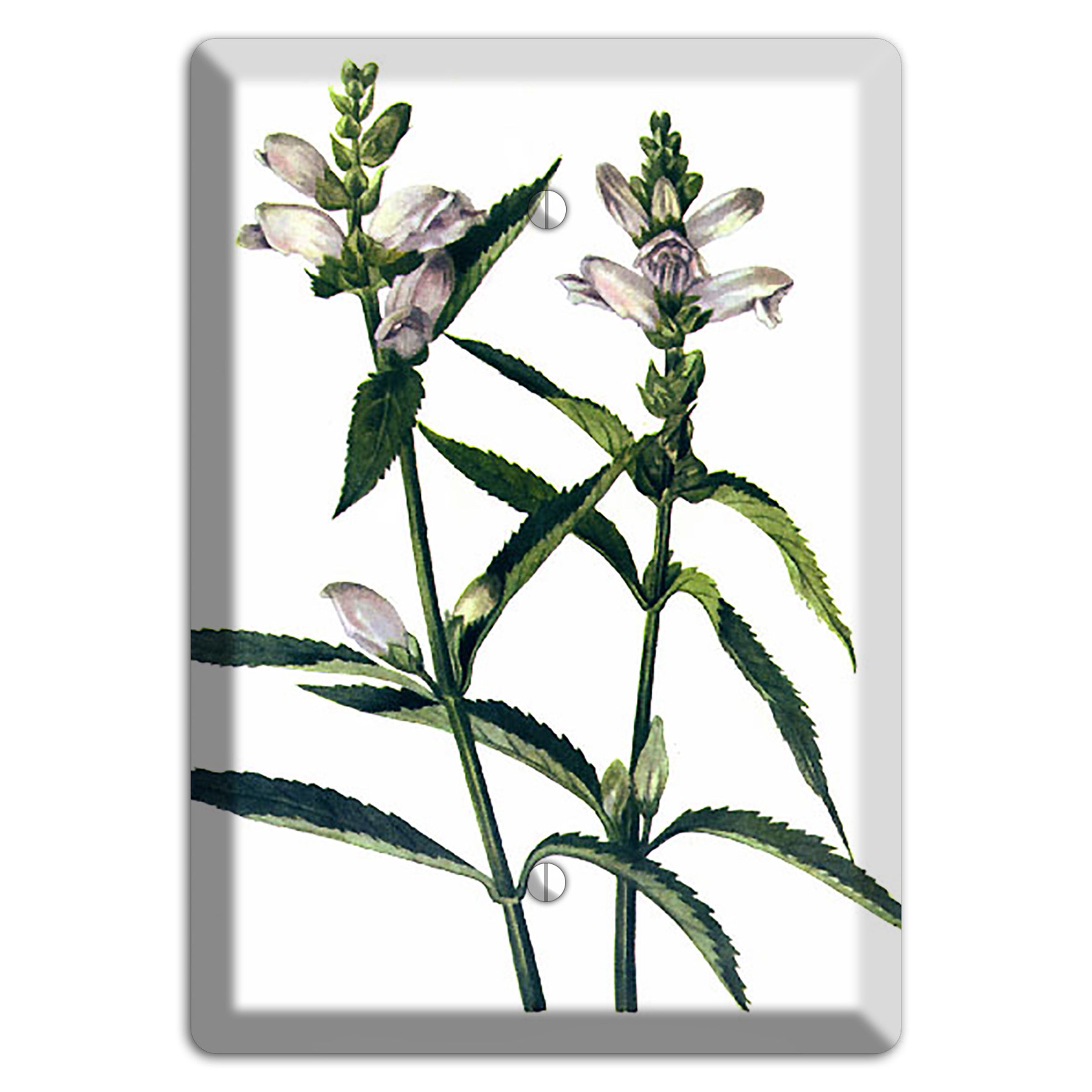 Chelone Glabra Blank Wallplate