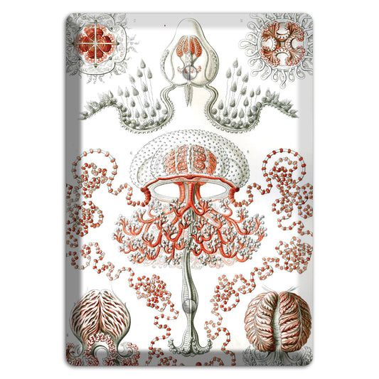 Haeckel - Anthomedusae Blank Wallplate