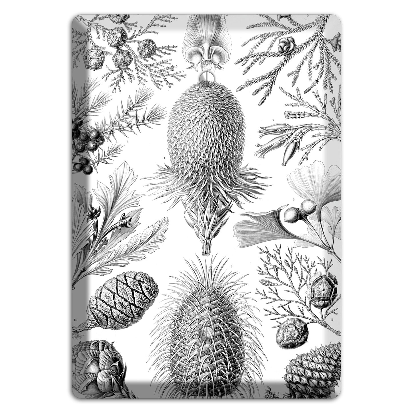 Haeckel - Coniferae Blank Wallplate