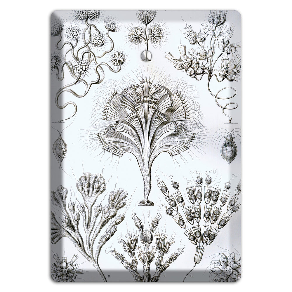 Haeckel - Flagellata Blank Wallplate