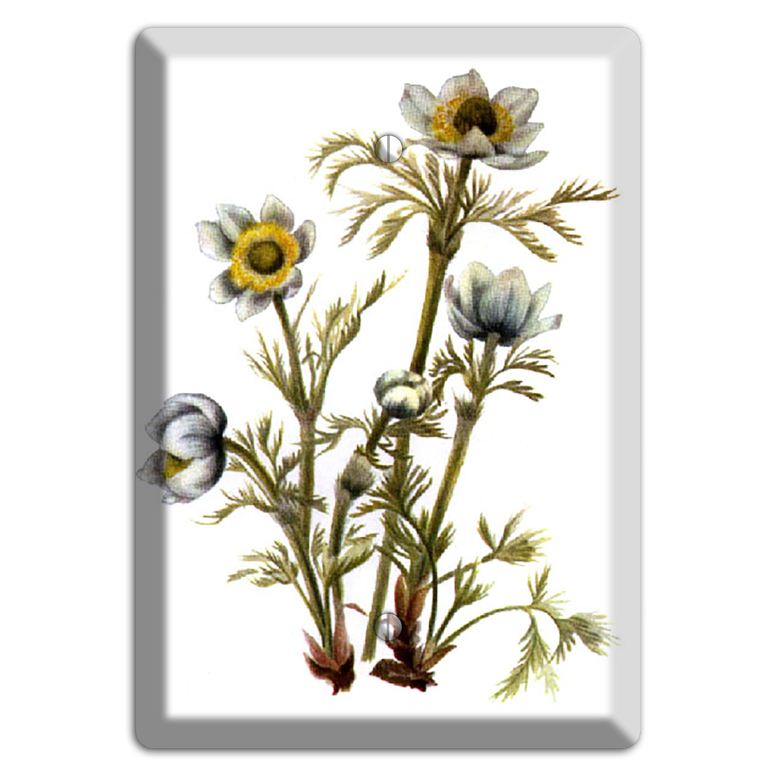 Aenmone Occitentalis Blank Wallplate