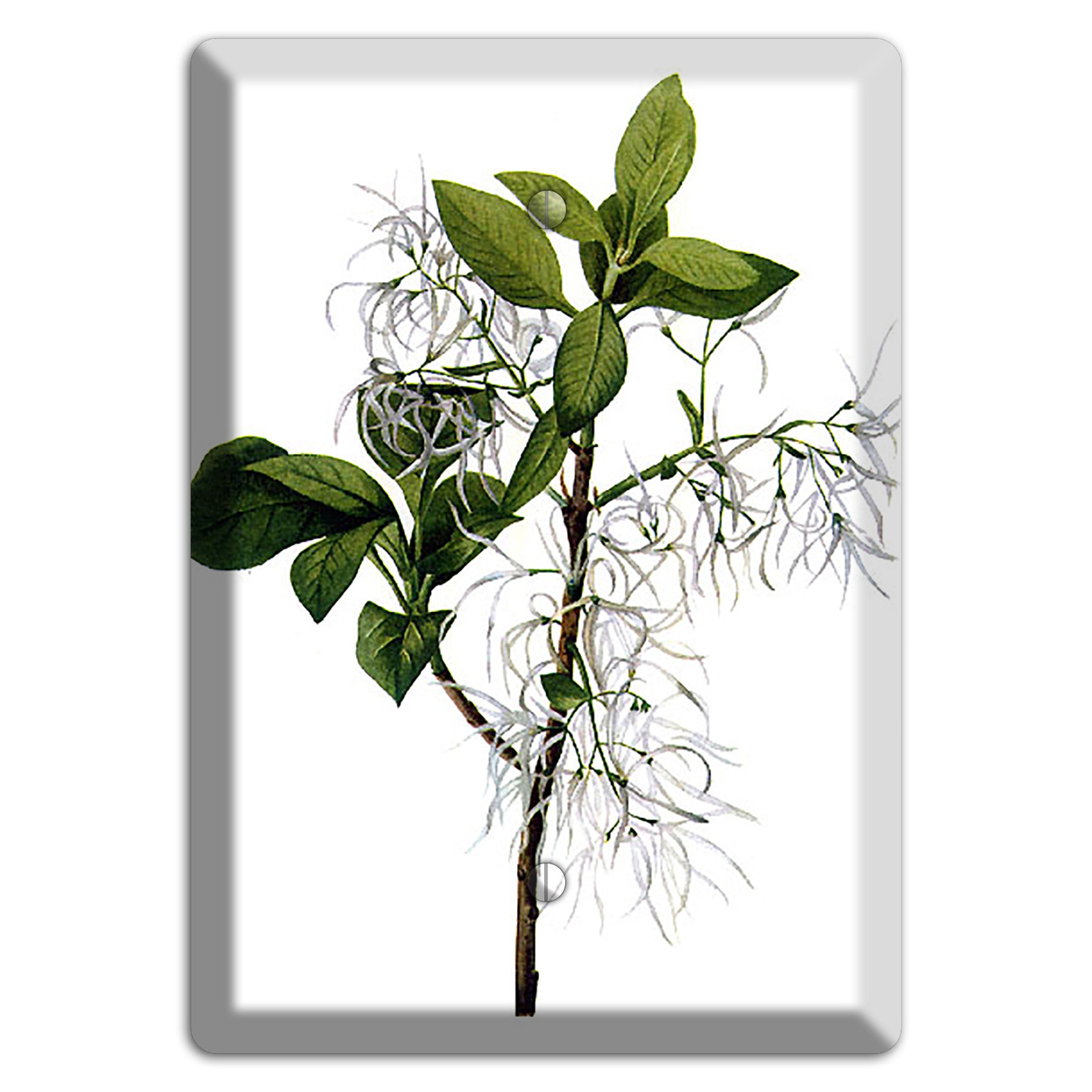 Chionathus Virginiana Blank Wallplate