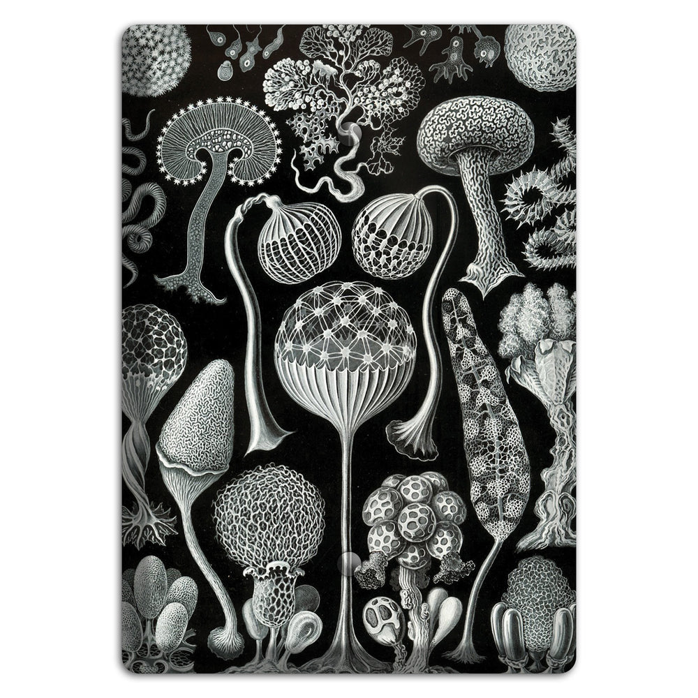 Haeckel - Mycetozoa Blank Wallplate