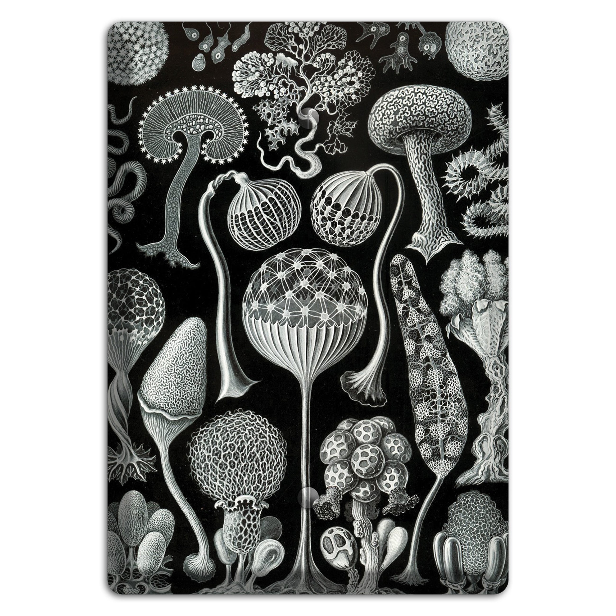 Haeckel - Mycetozoa Blank Wallplate
