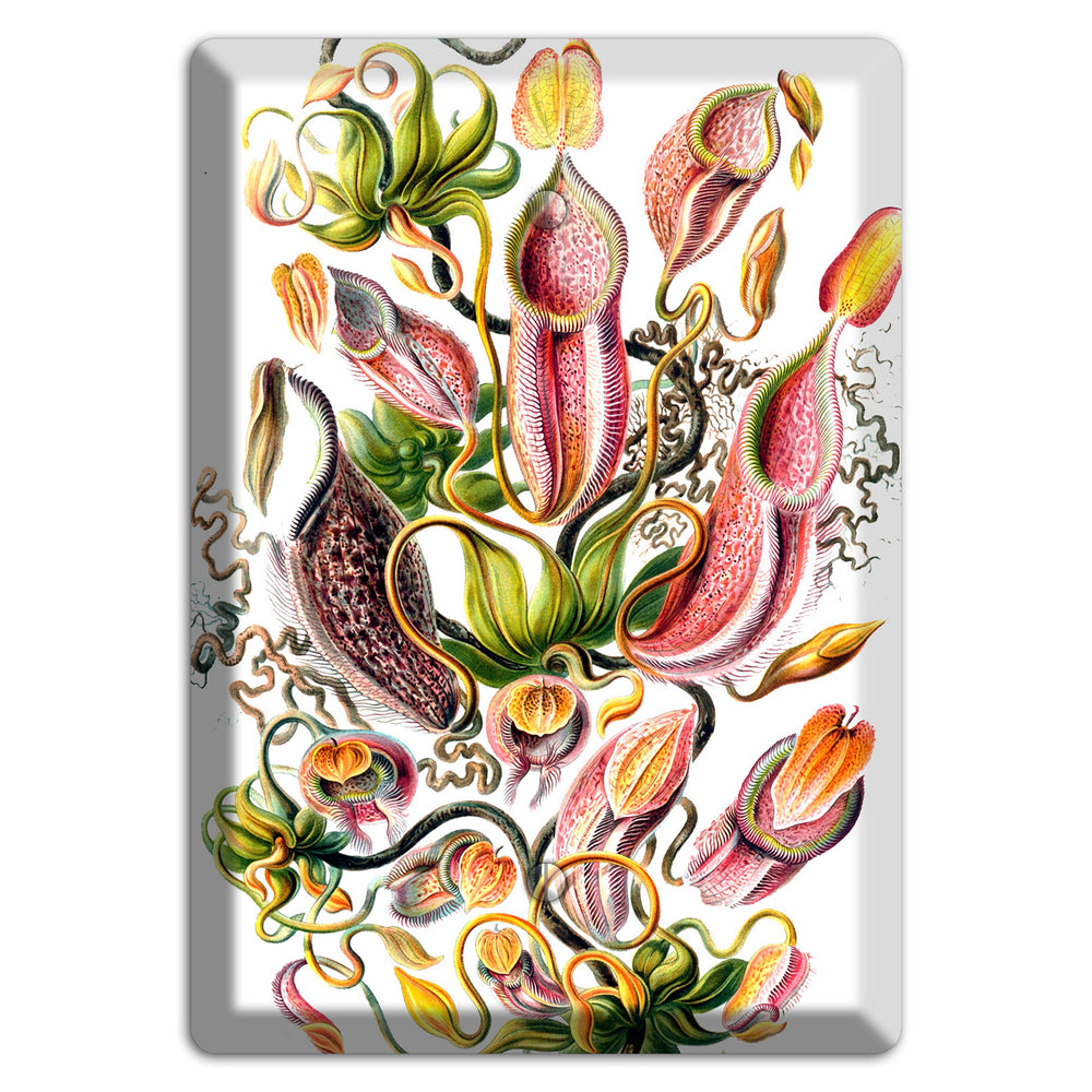 Haechel Blank Wallplate