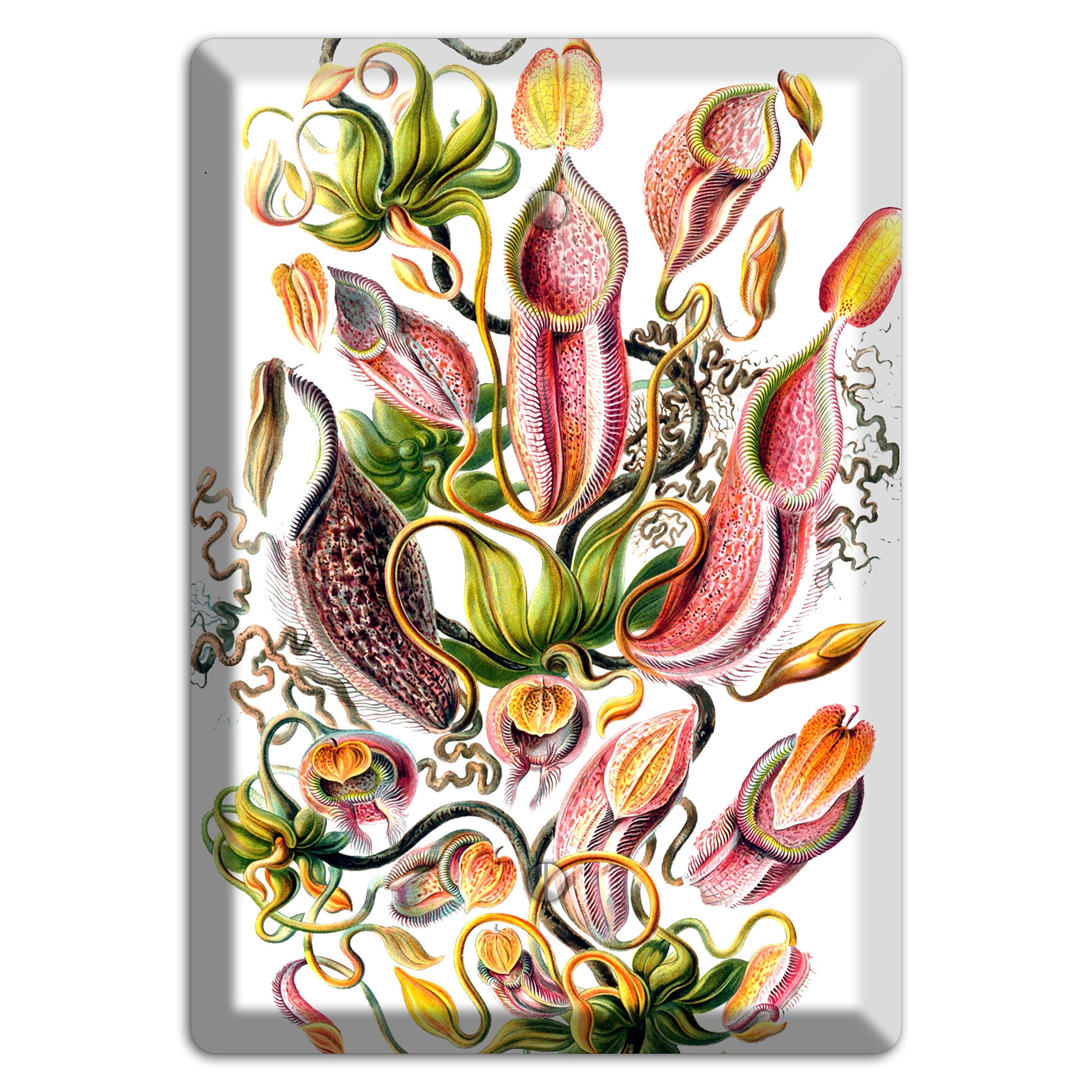 Haechel Blank Wallplate