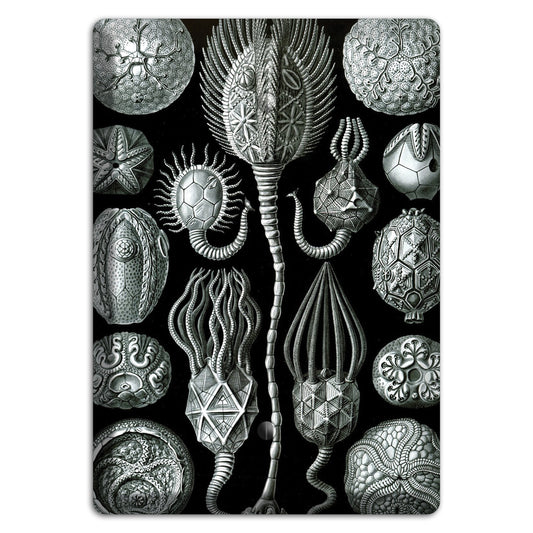 Haeckel - Cystoidea Blank Wallplate