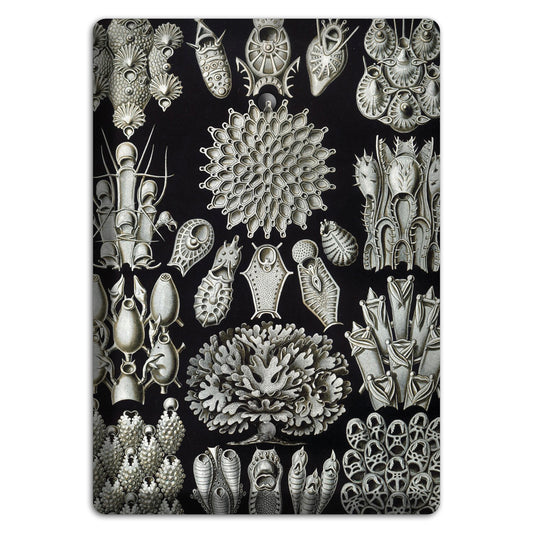 Haeckel - Bryozoa Blank Wallplate