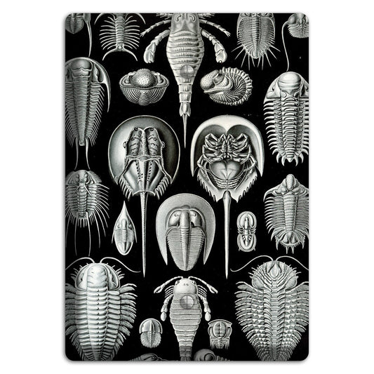 Haeckel - Aspidonia Blank Wallplate