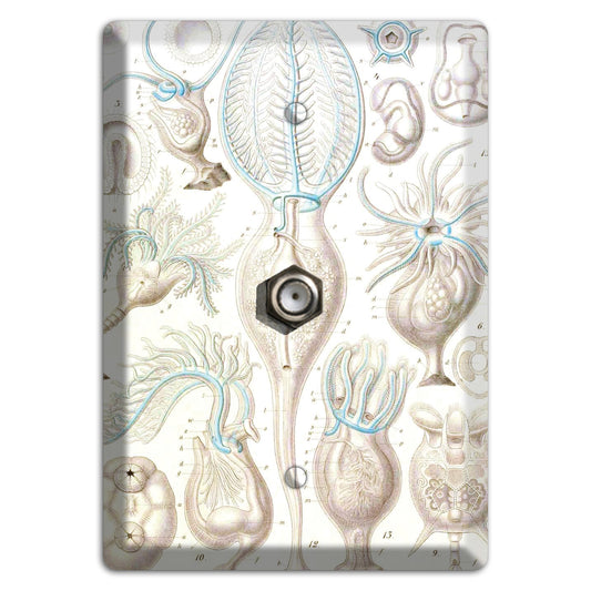 Haeckel - Microscopic Fossil 2 Cable Wallplate
