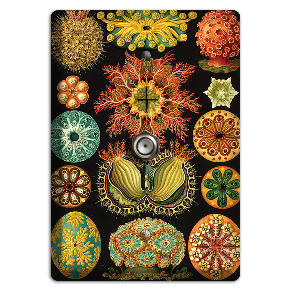 Haeckel - Ascidiae Cable Wallplate