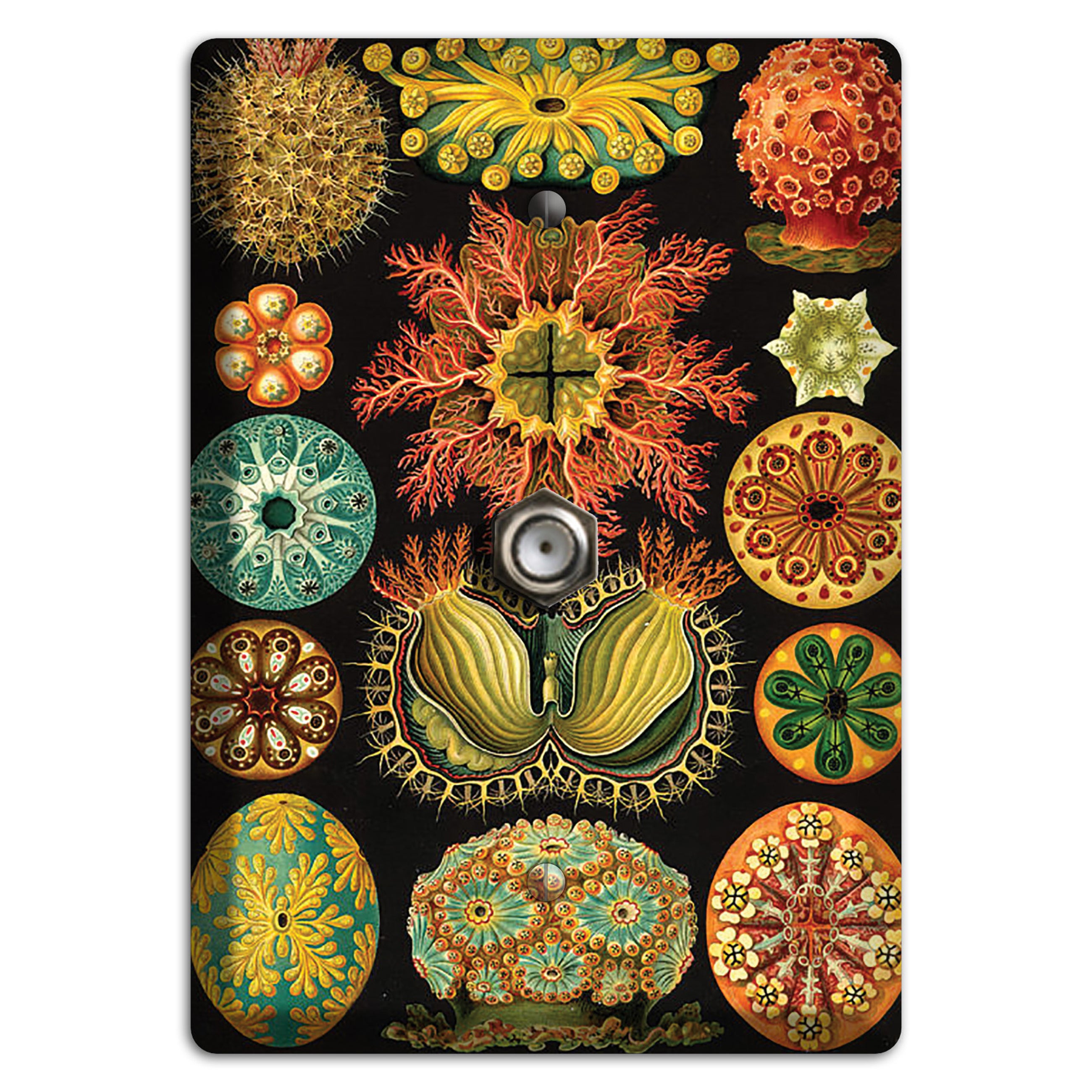 Haeckel - Ascidiae Cable Wallplate