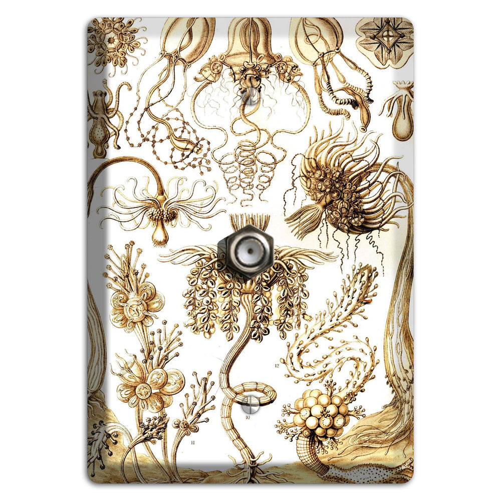 Haeckel - Tubulariae Cable Wallplate