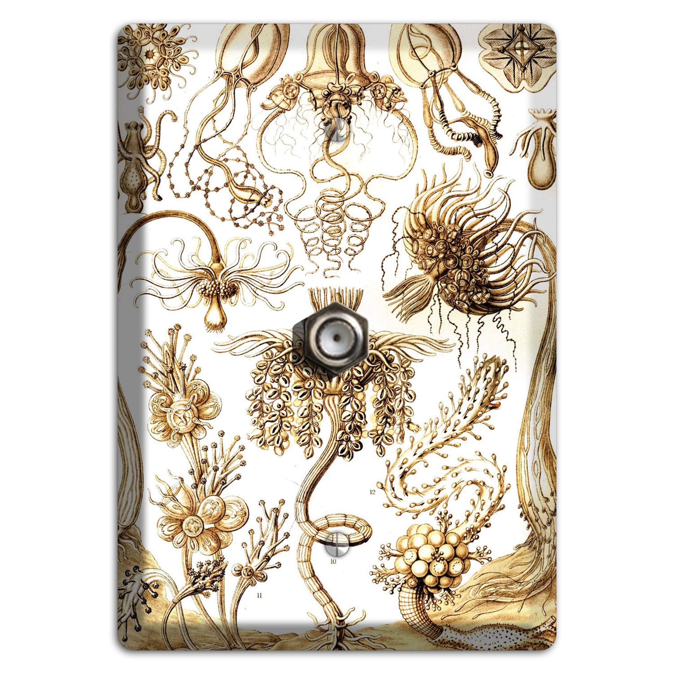 Haeckel - Tubulariae Cable Wallplate