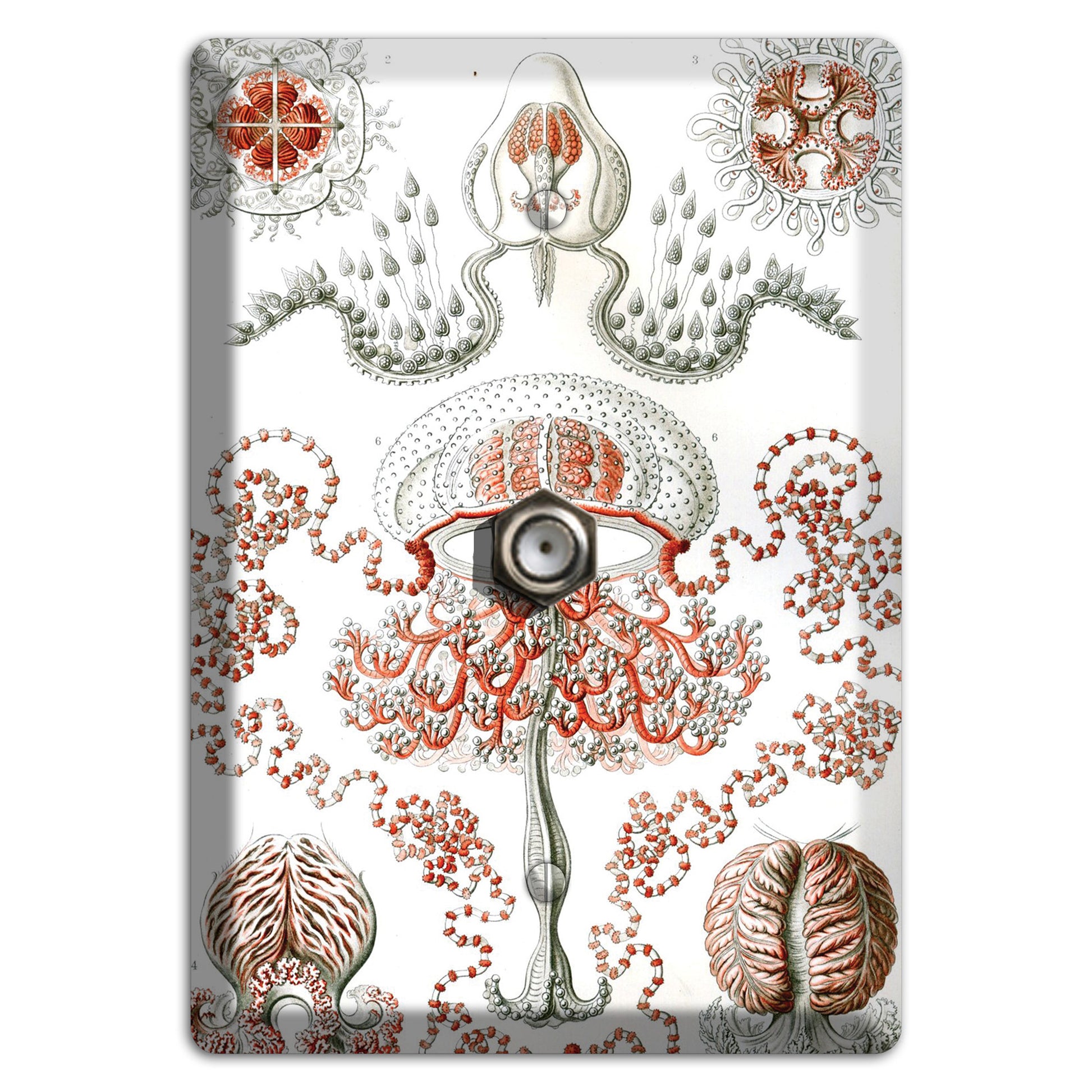 Haeckel - Anthomedusae Cable Wallplate