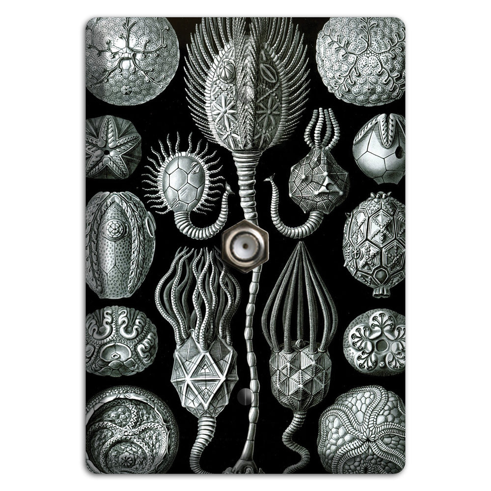 Haeckel - Cystoidea Cable Wallplate