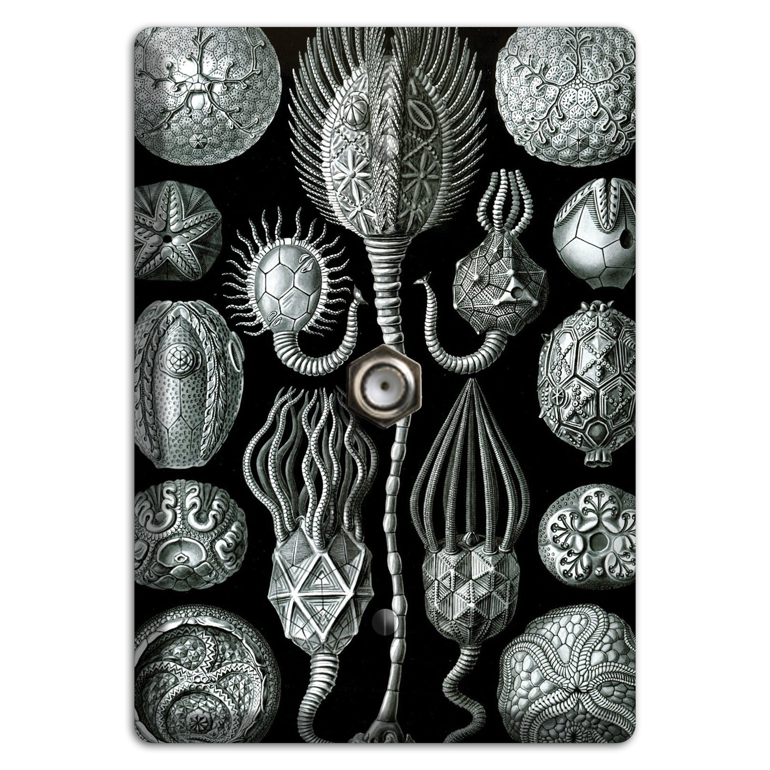 Haeckel - Cystoidea Cable Wallplate