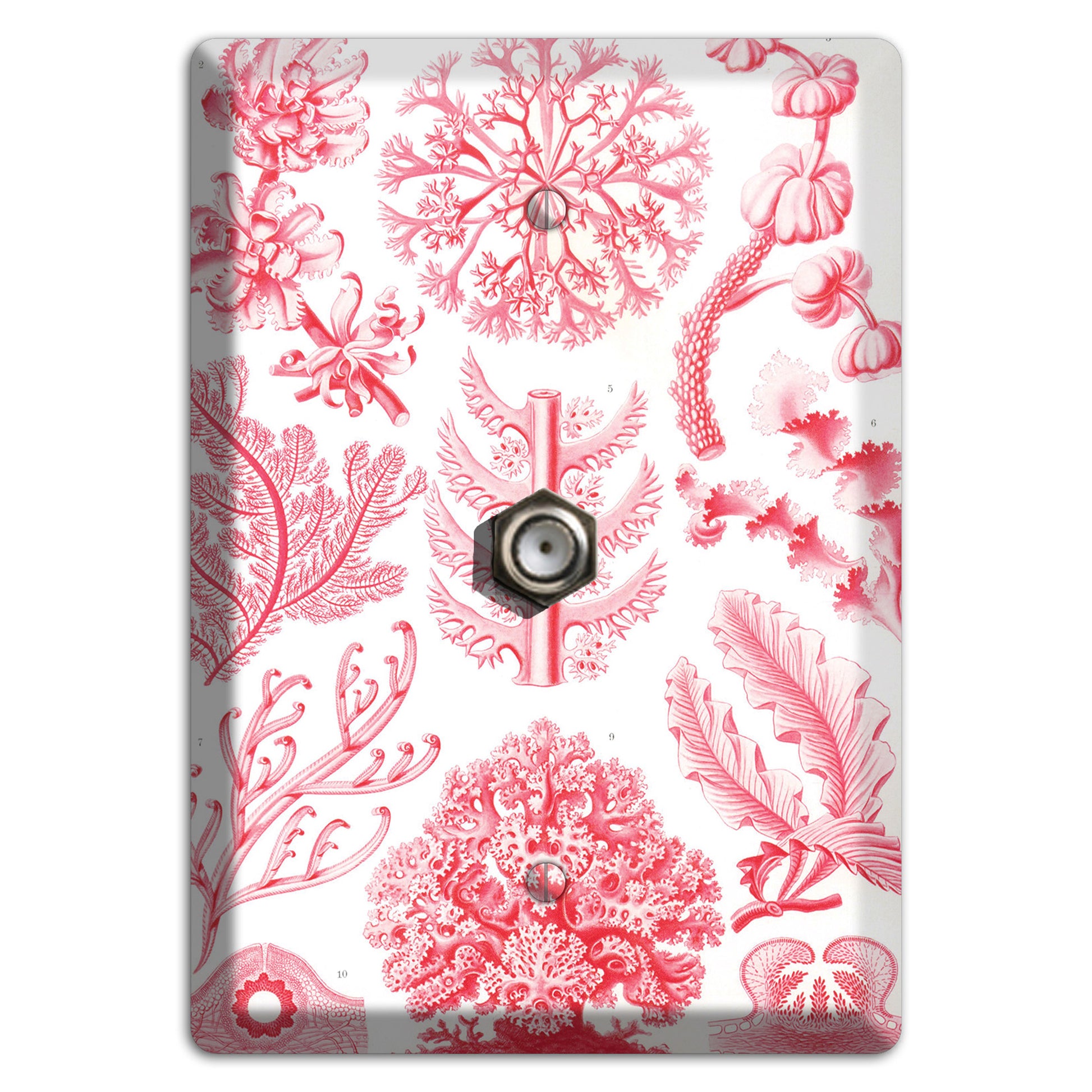 Haeckel - Florideae Cable Wallplate