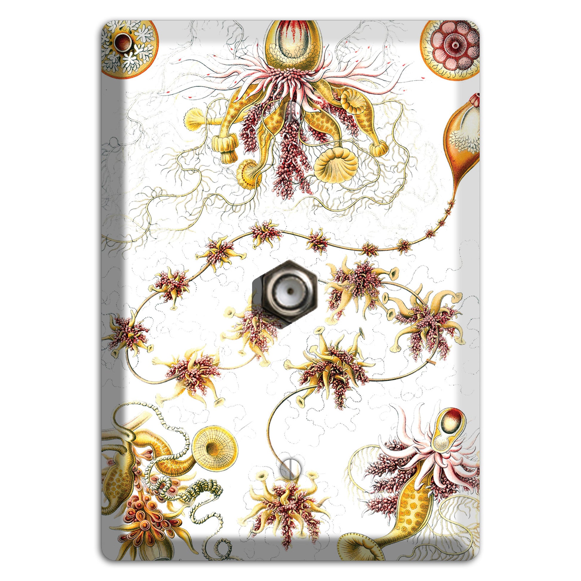 Haeckel - Siphonophorae Cable Wallplate
