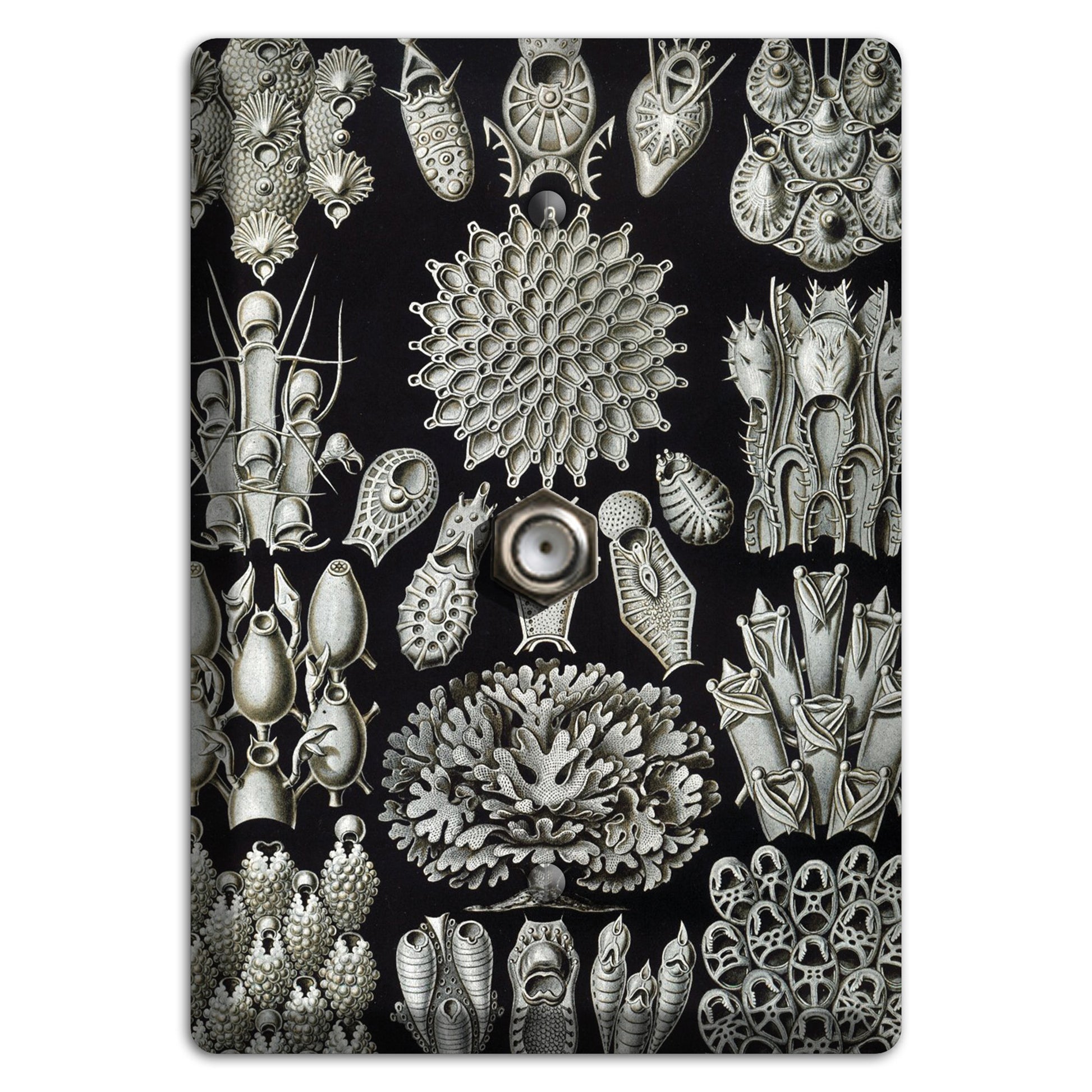 Haeckel - Bryozoa Cable Wallplate