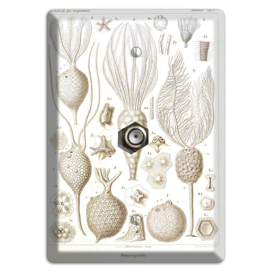 Haeckel - Microscopic Fossil Cable Wallplate