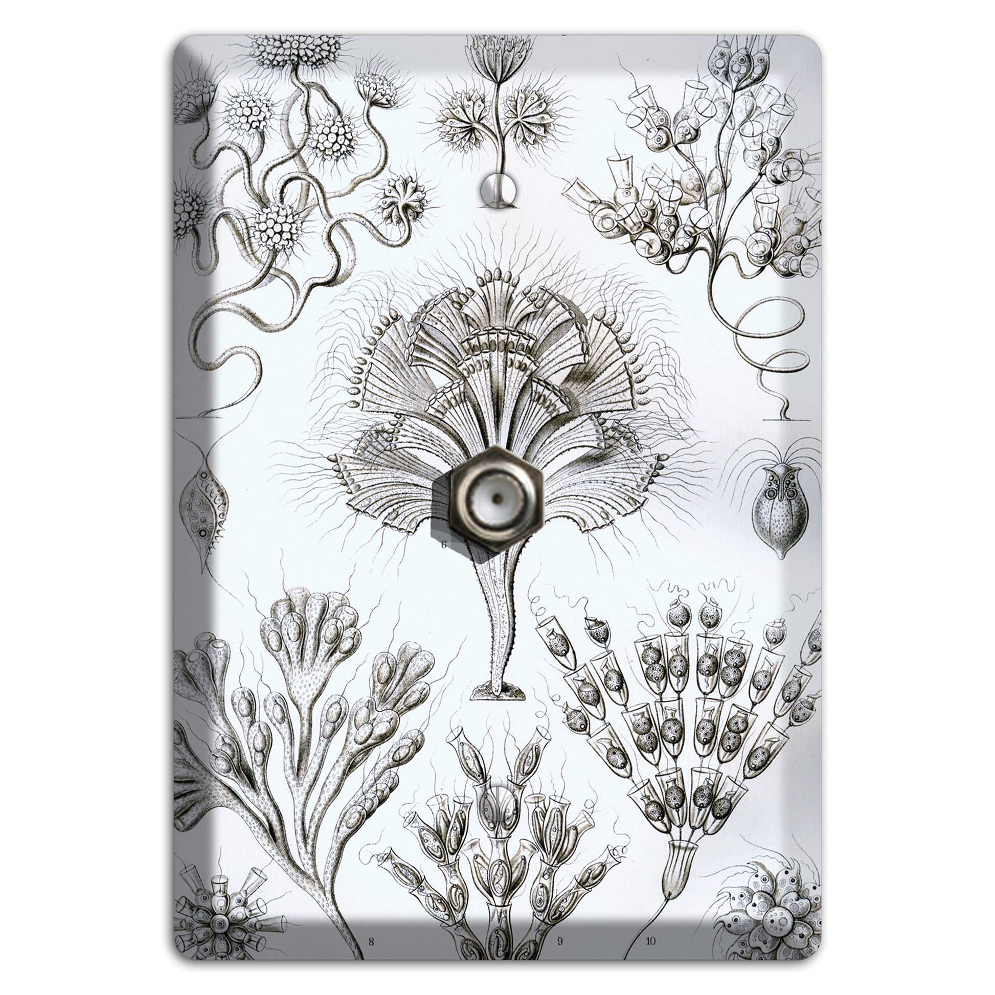 Haeckel - Flagellata Cable Wallplate