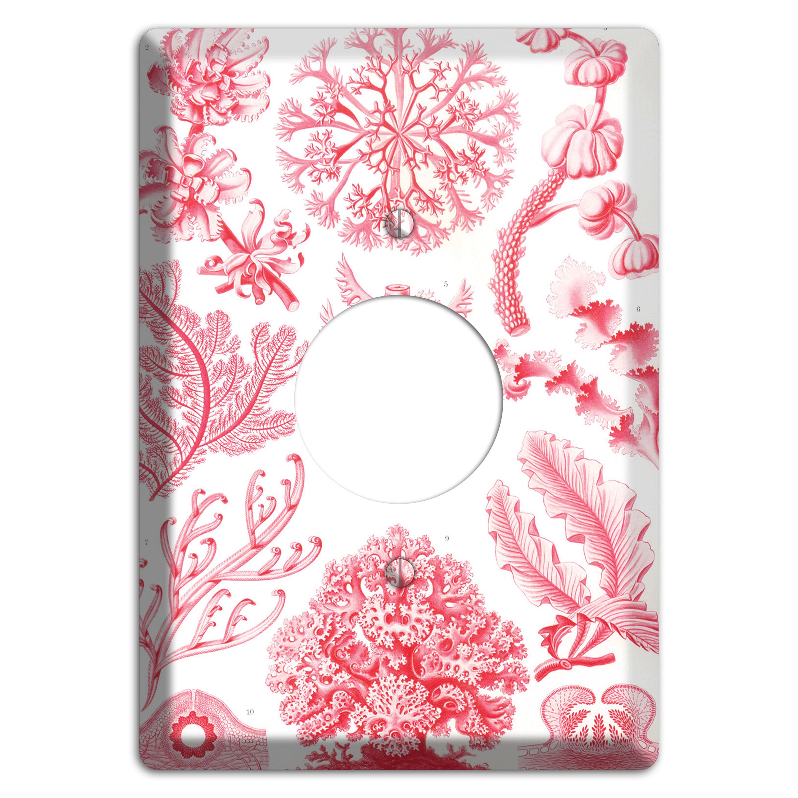 Haeckel - Florideae Single Receptacle Wallplate