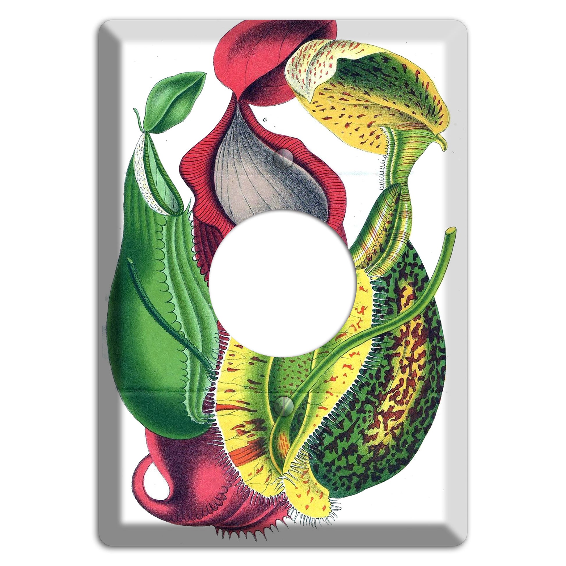 Nepethes Single Receptacle Wallplate