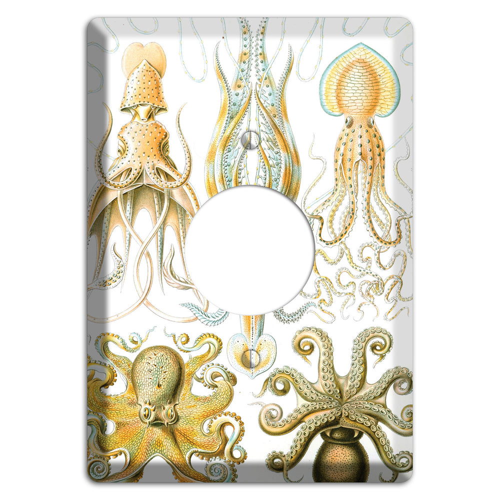 Haeckel - Gamochonia Single Receptacle Wallplate