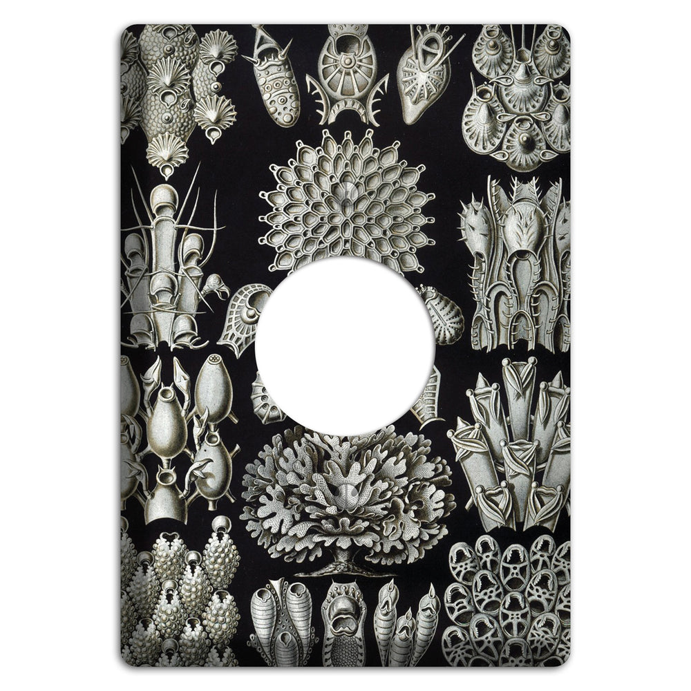 Haeckel - Bryozoa Single Receptacle Wallplate