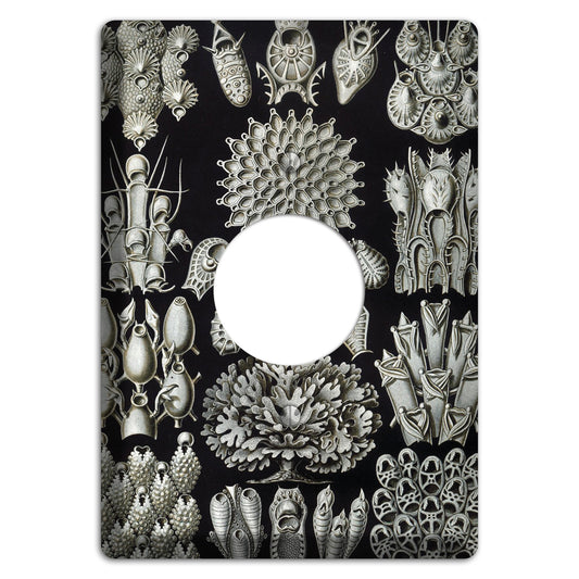 Haeckel - Bryozoa Single Receptacle Wallplate