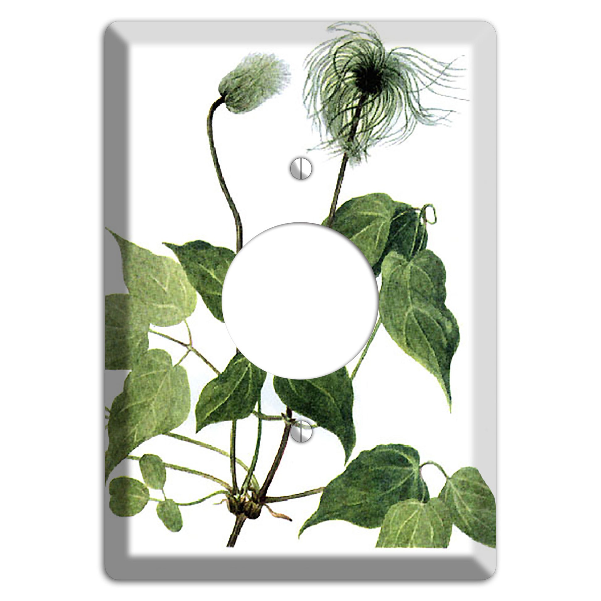 Clamatis Columbiana Single Receptacle Wallplate