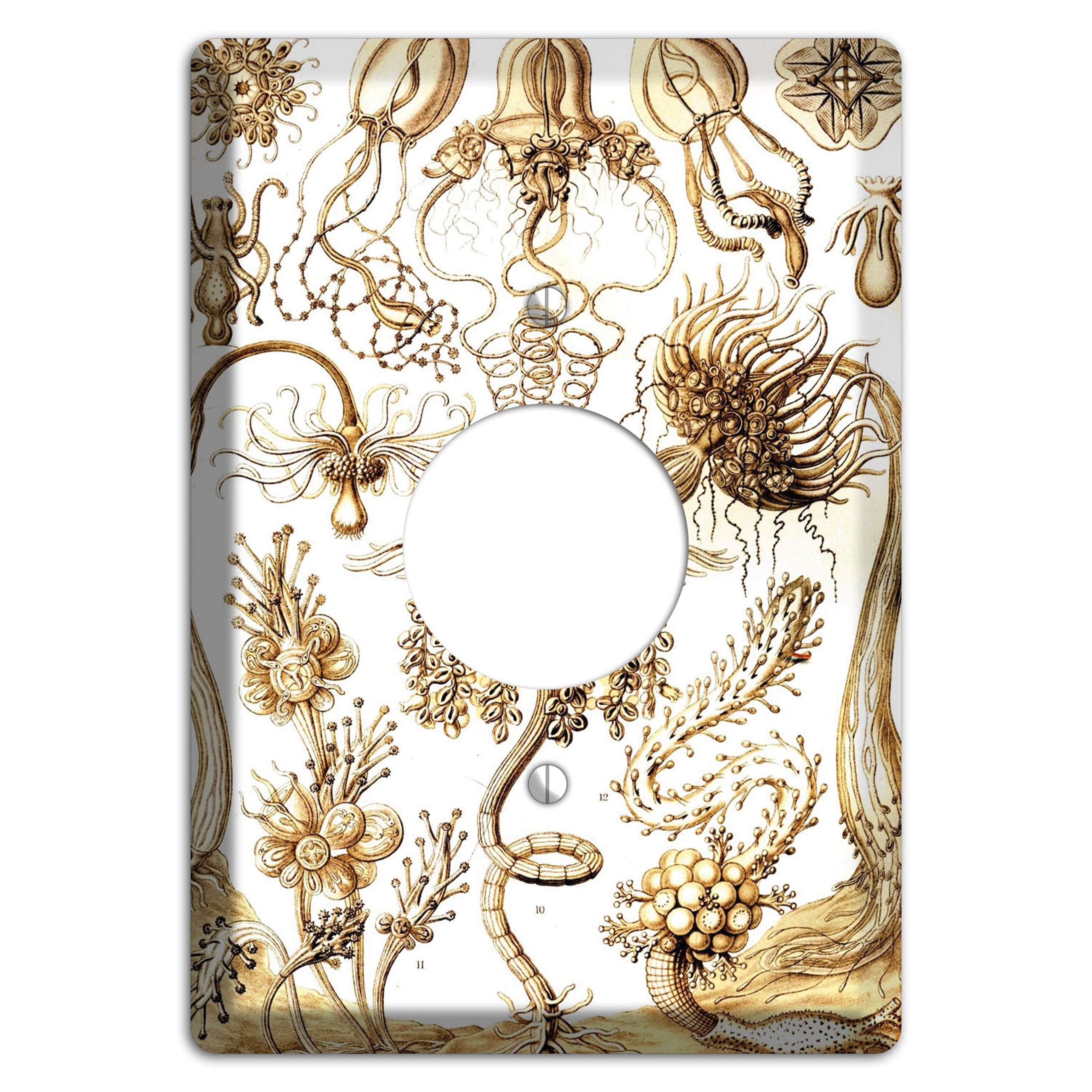 Haeckel - Tubulariae Single Receptacle Wallplate