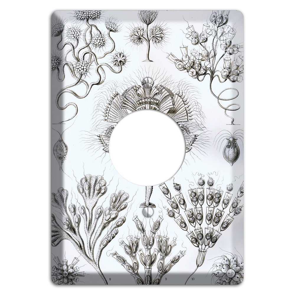 Haeckel - Flagellata Single Receptacle Wallplate