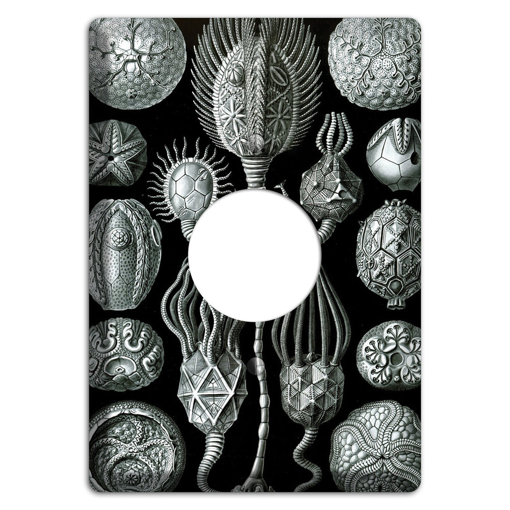 Haeckel - Cystoidea Single Receptacle Wallplate