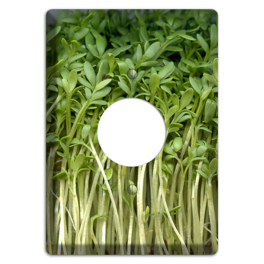 Sprouts Single Receptacle Wallplate