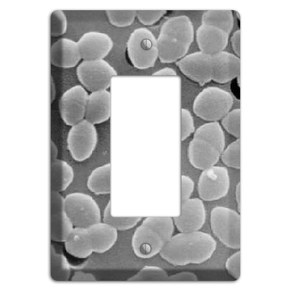 Entercoccus Rocker Wallplate