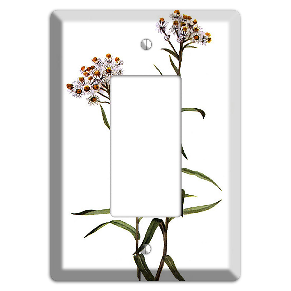 Anaphalis Margoritacea Rocker Wallplate
