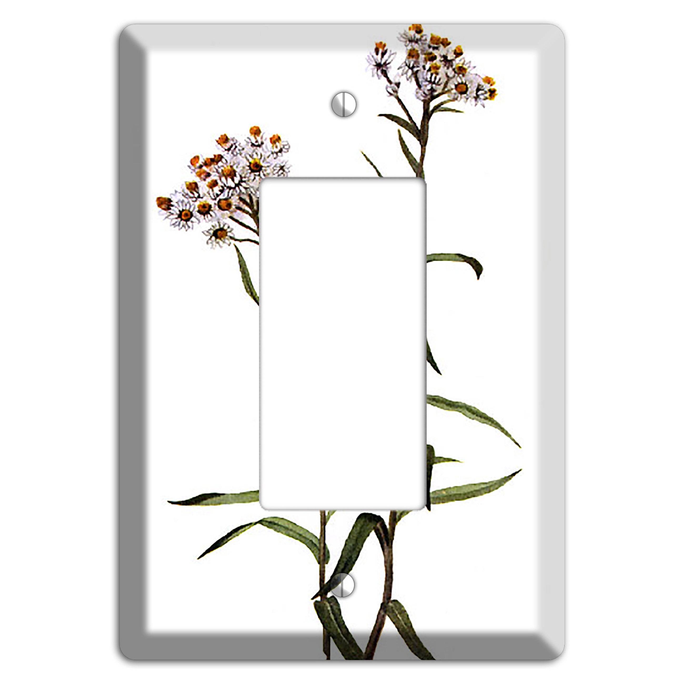 Anaphalis Margoritacea Rocker Wallplate