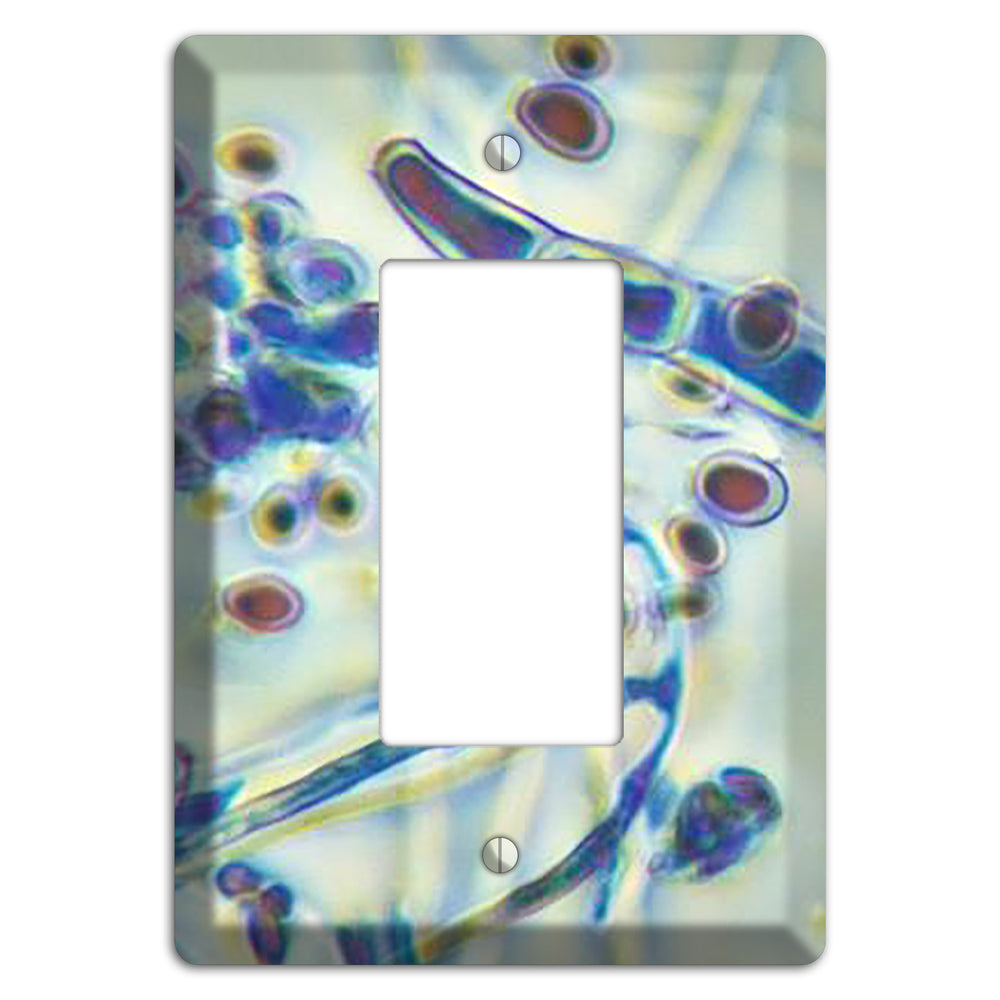 Trichophyton Rubrum Var Rodhaini Rocker Wallplate