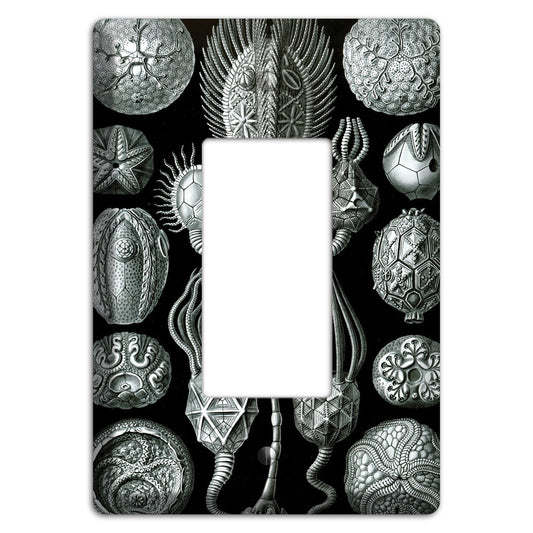 Haeckel - Cystoidea Rocker Wallplate