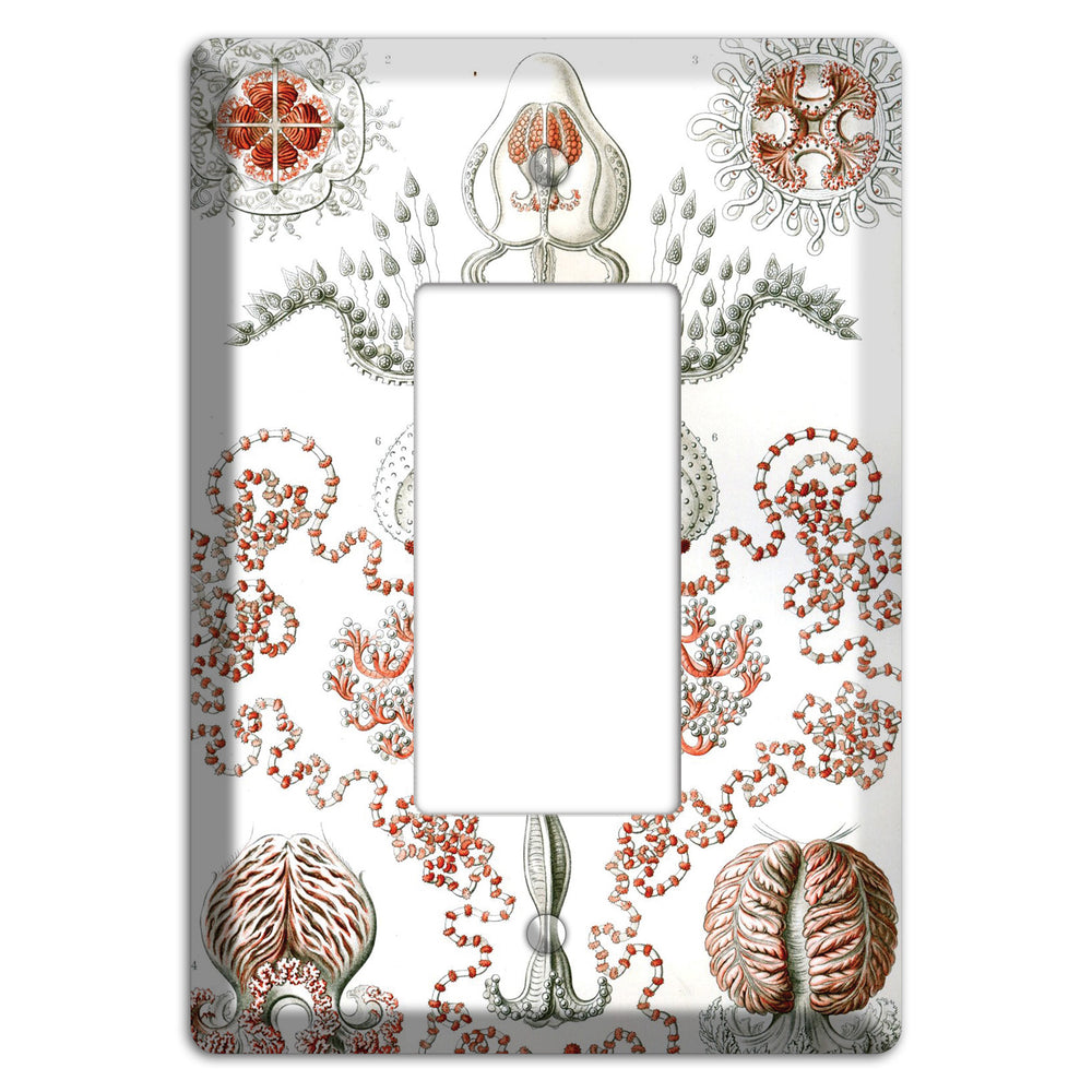 Haeckel - Anthomedusae Rocker Wallplate